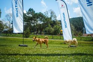 BIB: 
                            <button type="button" onclick="openModal(25006399)" class="btn btn-primary btn-sm float-right btn-popup" data-toggle="modal" data-target=".modal-high-quality">
                        <i class="fas fa-shopping-cart"></i> Add to Cart
                    </button>
                                            <button type="button" onclick="isThisMe(25006399, true)" class="btn btn-success btn-sm float-right btn-popup btn-isme hidden" data-toggle="tooltip" data-placement="bottom" title="นี่คือรูปของคุณใช่ไหม คลิกที่นี่เพื่อเอาเข้าอัลบั้ม">
                        <i class="fas fa-plus"></i> Add to album
                    </button>
                    <button type="button" onclick="isThisMe(25006399, false)" class="btn btn-warning btn-sm float-right btn-popup btn-isnotme hidden">
                        <i class="fas fa-ban"></i> Remove from album
                    </button>